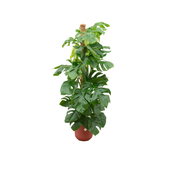 Monstera Pertusum rood ↨150cm-ø26cm