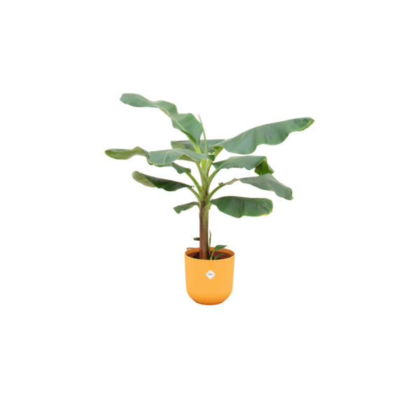 Bananenplant in Elho pot geel ↨120cm-ø23cm