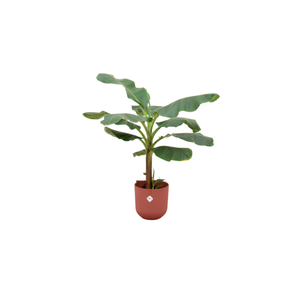 Robuuste Musa acuminata bananenplant in terracotta pot