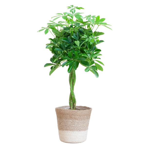 Schefflera Arab Nora ↨90cm-ø27cm