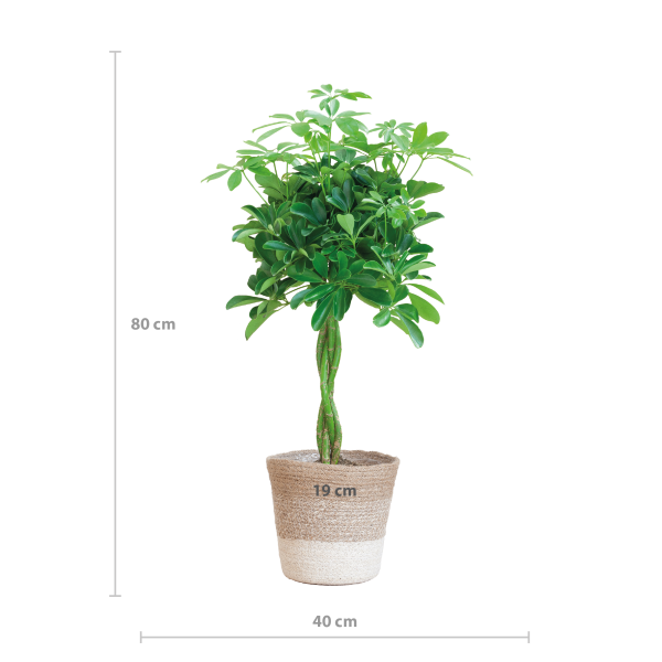 Schefflera Arab Nora ↨90cm-ø27cm - Afbeelding 2