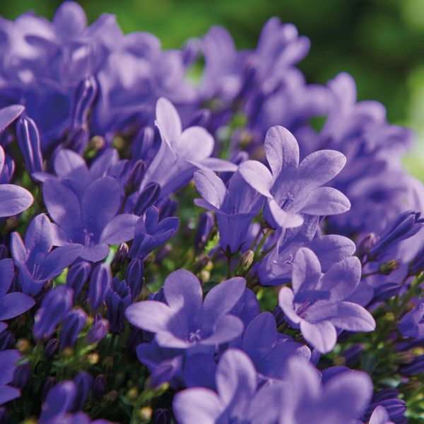 Campanula Addenda Ambella Intense Purple ↨25cm-ø12cm - Afbeelding 3