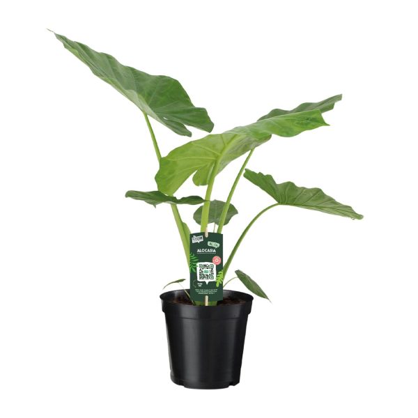 Groene Alocasia Tropica plant met grote, glanzende bladeren in een zwarte pot