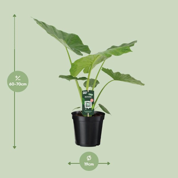 Alocasia met grote groene bladeren in zwarte pot (60-70cm hoog, 19cm Ø)