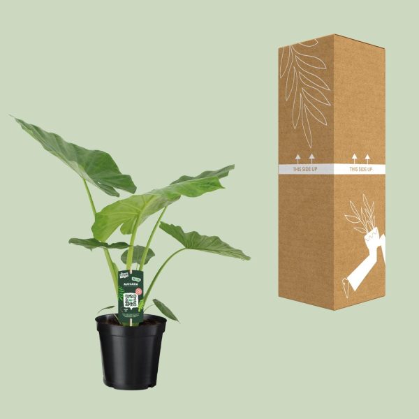 Alocasia in zwarte pot met grote glanzende hartvormige bladeren naast verzenddoos