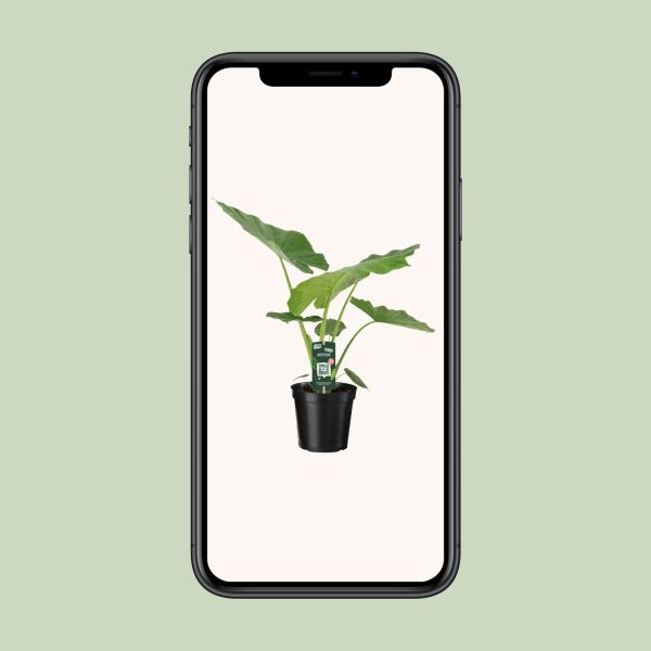Alocasia kamerplant met grote, tropische groene bladeren in pot