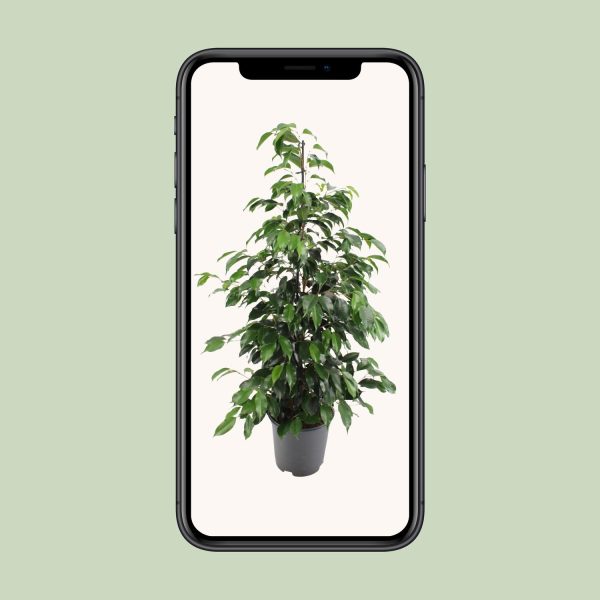 Ficus benjamina Danielle ↨95cm-ø21cm - Afbeelding 4