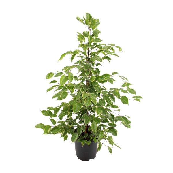Ficus benjamina Golden King ↨95cm-ø21cm