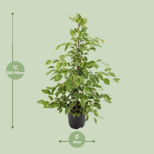 Ficus benjamina Golden King ↨95cm-ø21cm - Afbeelding 2