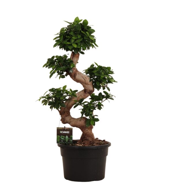 Compacte Ficus microcarpa bonsai met bolvormige donkergroene bladeren