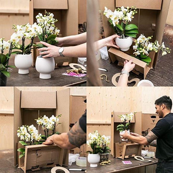 Witte Phalaenopsis orchidee - Amabilis - Ø9cm - Afbeelding 7