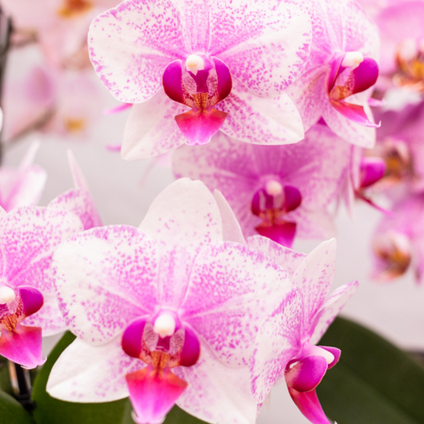 Roze Phalaenopsis orchidee - Ø9cm - Afbeelding 2