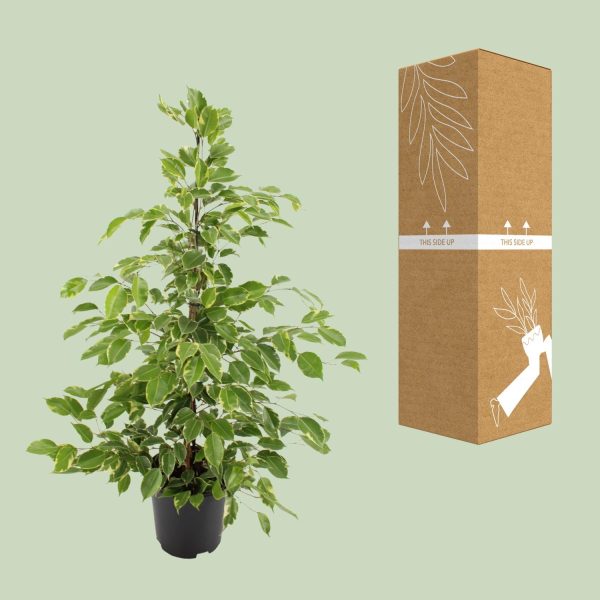 Ficus benjamina Golden King ↨95cm-ø21cm - Afbeelding 3