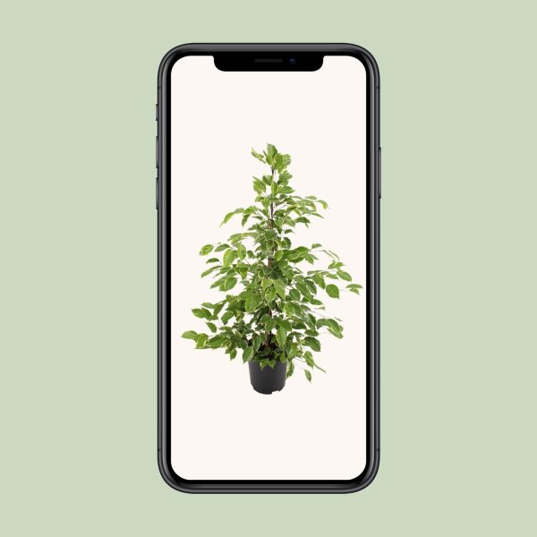 Ficus benjamina Golden King ↨95cm-ø21cm - Afbeelding 4