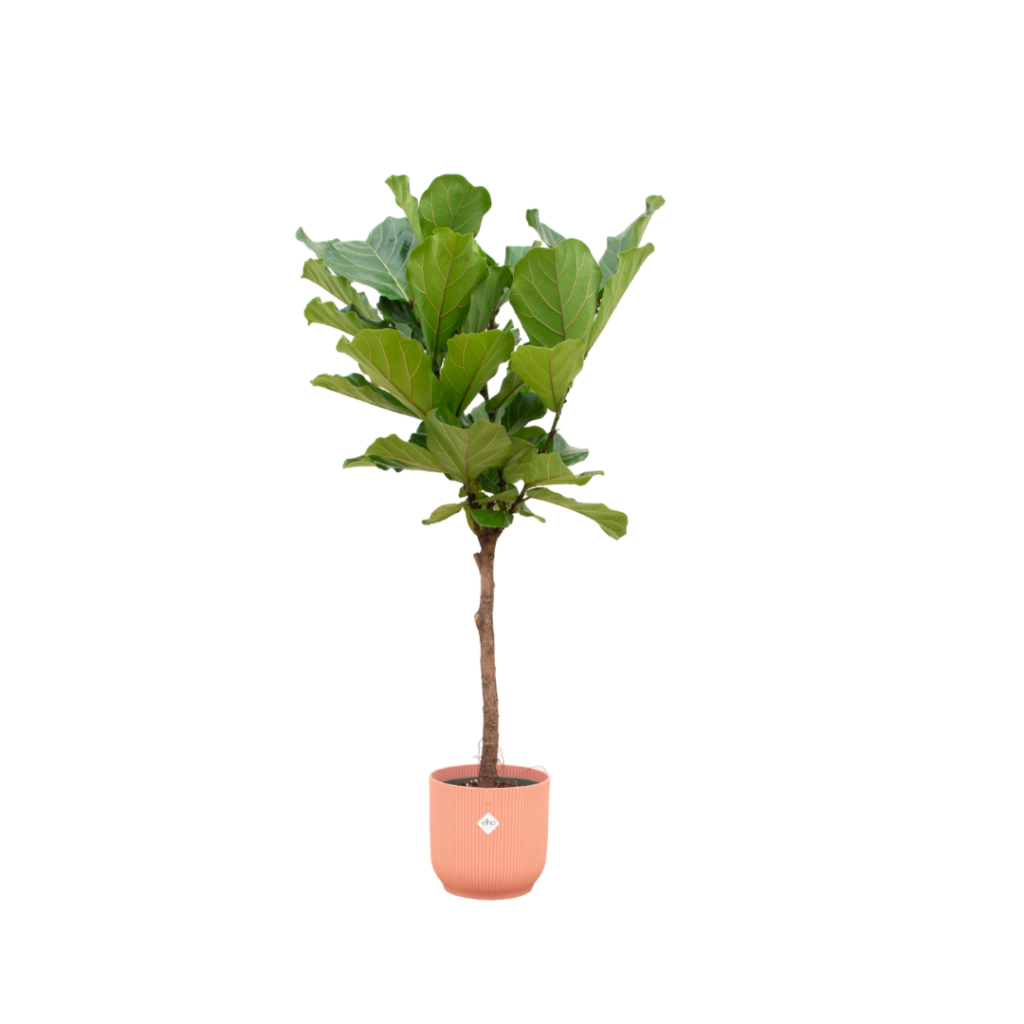 Groene Ficus lyrata met grote vioolvormige bladeren in koraalrode sierpot.
