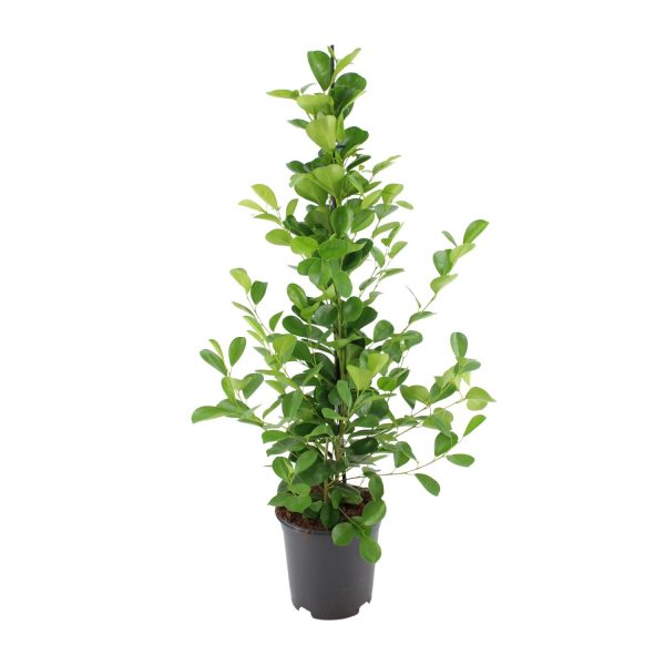 Robuuste Ficus microcarpa kamerplant met glanzende, ronde groene bladeren in pot