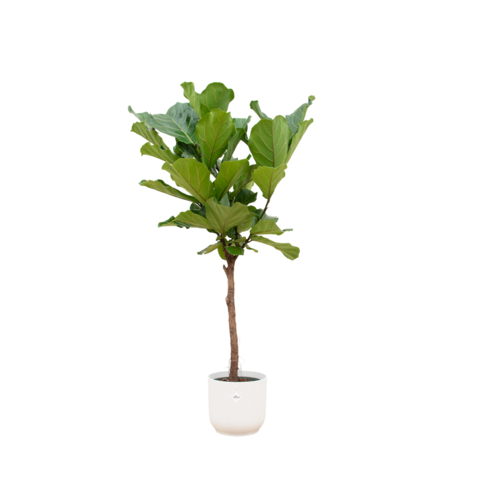 Ficus lyrata in moderne witte pot met grote groene bladeren