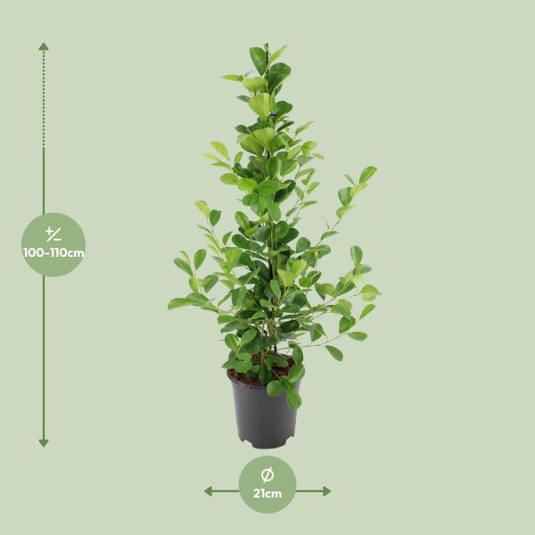 Ficus microcarpa 'Green Island' met glanzende, ronde bladeren in pot