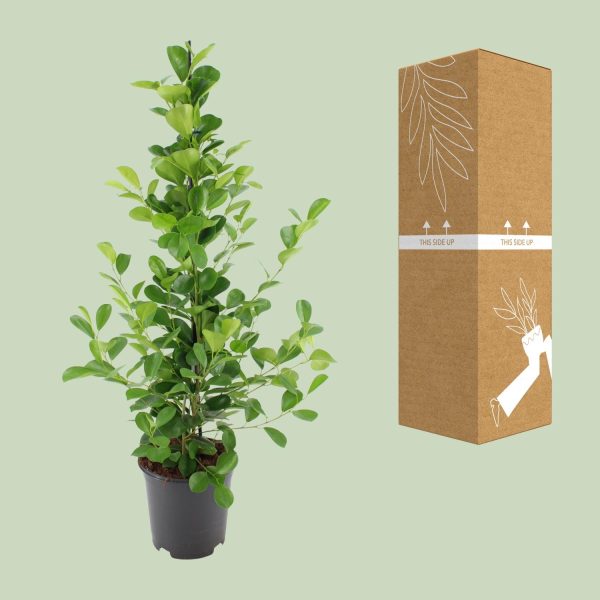 Volle Ficus microcarpa 'Green Island' met glanzend groen blad in pot