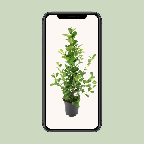 Donkergroene liguster in pot met glanzende bladeren
