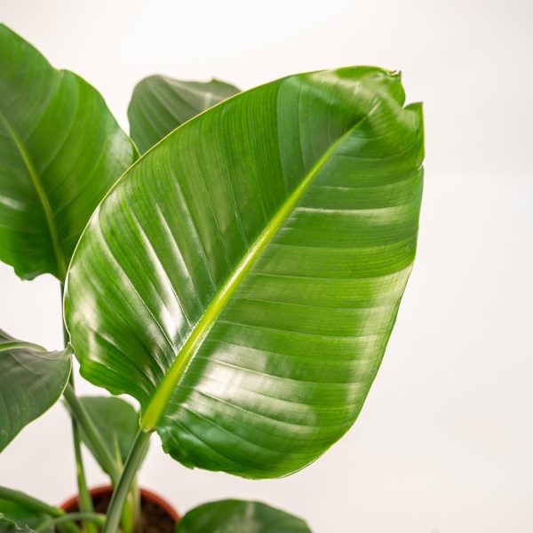 Strelitzia nicolai in mand Igmar ↨90cm-ø19cm - Afbeelding 3