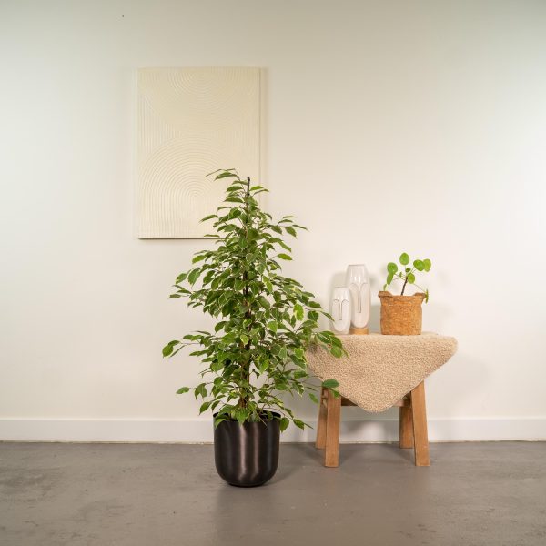 Ficus benjamina 'Variegata' met fris groene en witte bladeren in zwarte pot