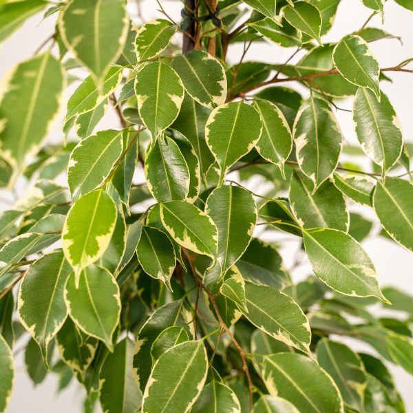 Ficus benjamina 'Variegata' met glanzende groen-witte bladeren