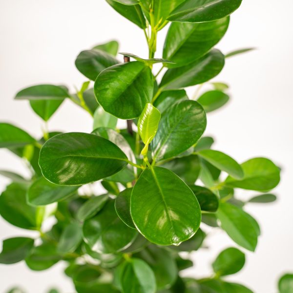 Glanzende Clusia plant met ovale, stevige, donkergroene bladeren