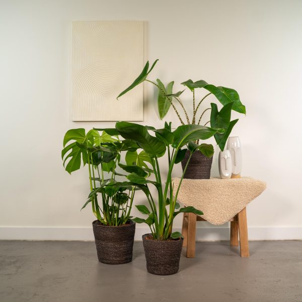 Planten trio Monstera Alocasia & Strelitzia ↨85cm-ø19cm - Afbeelding 2