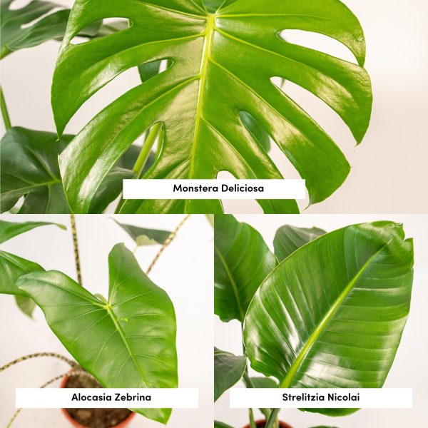 Planten trio Monstera Alocasia & Strelitzia ↨85cm-ø19cm - Afbeelding 3