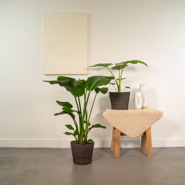 Strelitzia plant met grote groene bladeren in zwarte mandpotten.