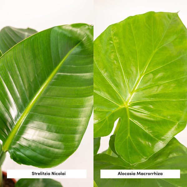 Glanzend blad van Strelitzia Nicolai en Alocasia Macrorrhiza