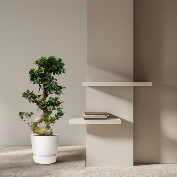 Groene Ficus Ginseng bonsai in witte pot, perfect voor moderne interieurs.