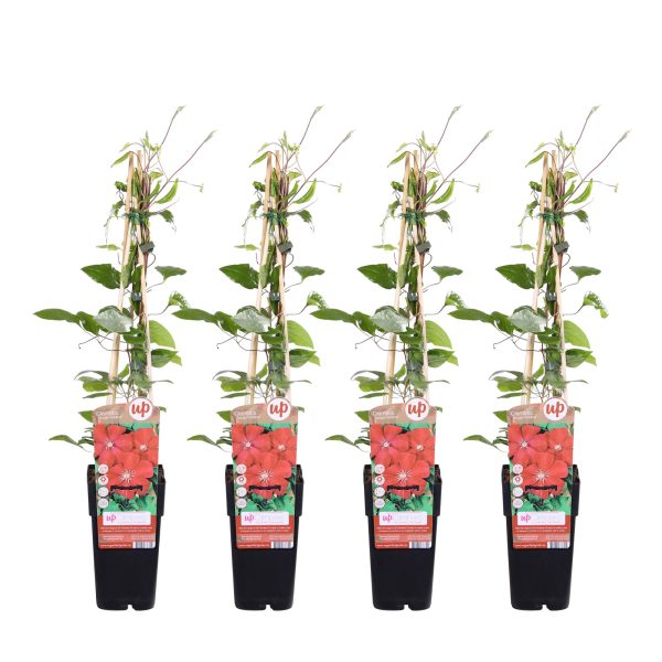 Vier rode Clematis Up klimplanten in zwarte pot met bamboe klimhulp
