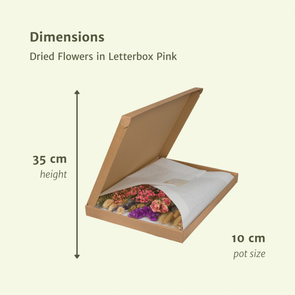 Droogbloemen roze ↨35cm-ø10cm - Afbeelding 2