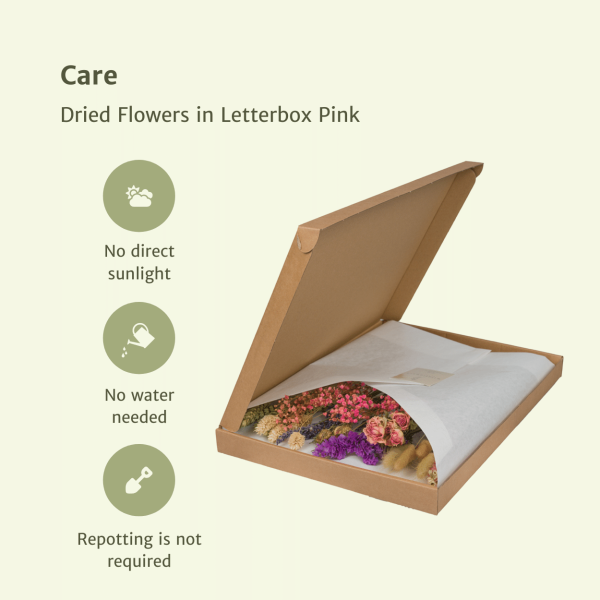 Droogbloemen roze ↨35cm-ø10cm - Afbeelding 3