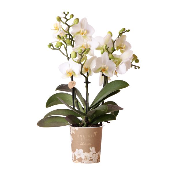 Witte Phalaenopsis orchidee ↨35cm-ø9cm