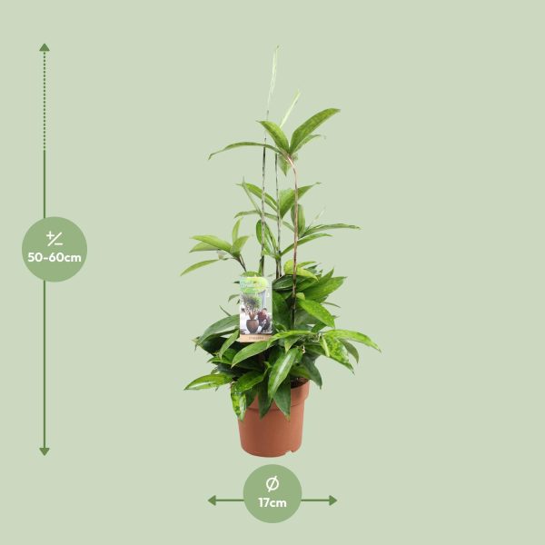 Dracaena Surculosa ↨55cm-ø17cm - Afbeelding 2