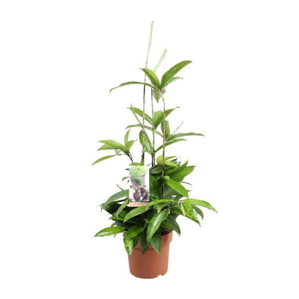 Dracaena Surculosa ↨55cm-ø17cm - Afbeelding 5