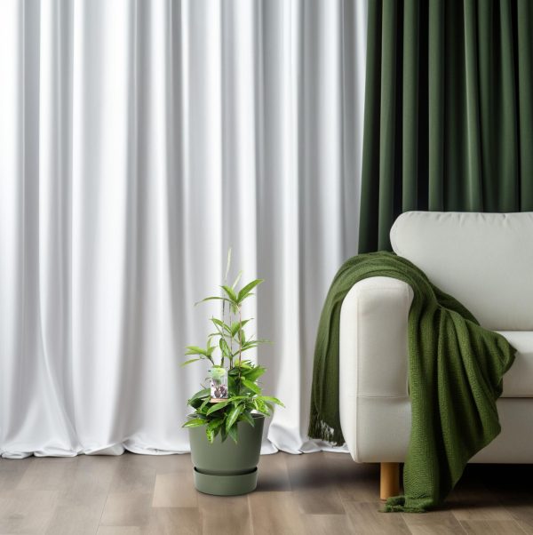 Dracaena Surculosa ↨55cm-ø17cm - Afbeelding 6