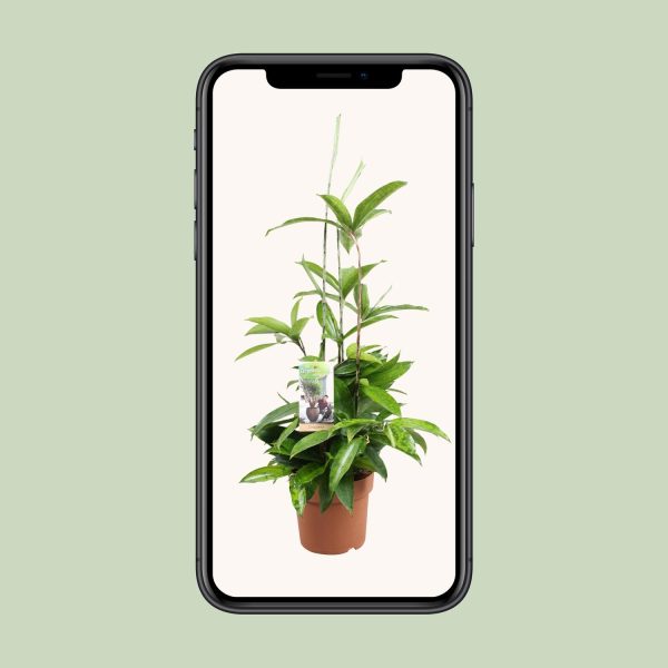 Dracaena Surculosa ↨55cm-ø17cm - Afbeelding 9