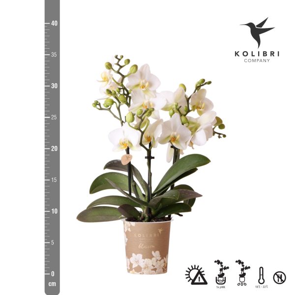 Witte Phalaenopsis orchidee ↨35cm-ø9cm - Afbeelding 2