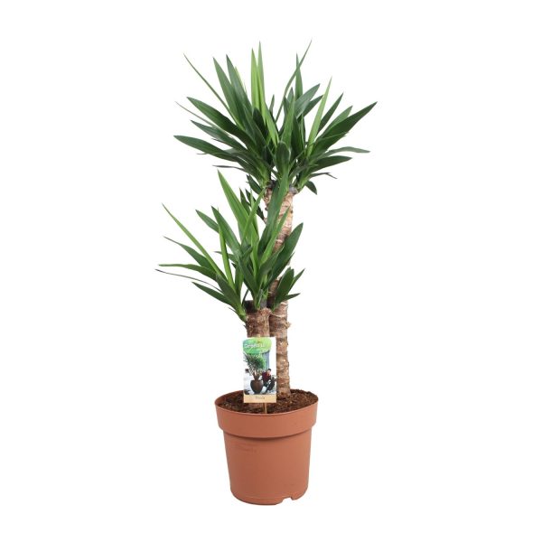 Yucca elephantipes ↨80cm-ø21cm