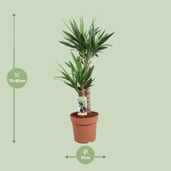 Yucca elephantipes ↨80cm-ø21cm - Afbeelding 2