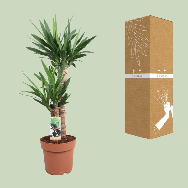 Yucca elephantipes ↨80cm-ø21cm - Afbeelding 3