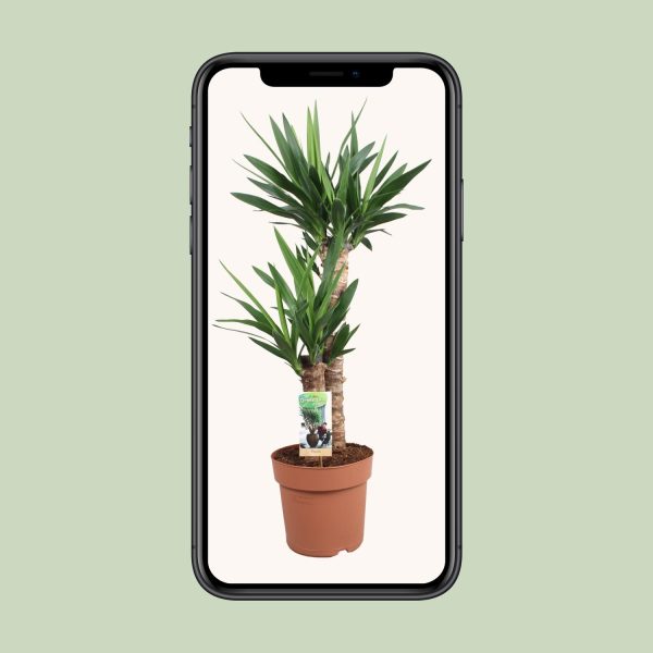 Yucca elephantipes ↨80cm-ø21cm - Afbeelding 4