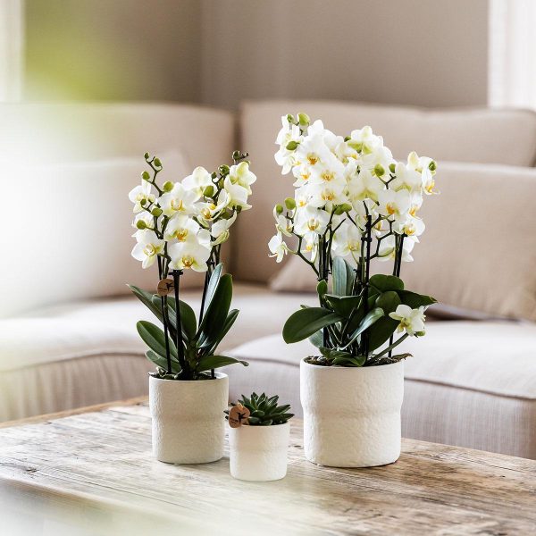 Witte Phalaenopsis orchidee ↨35cm-ø9cm - Afbeelding 3