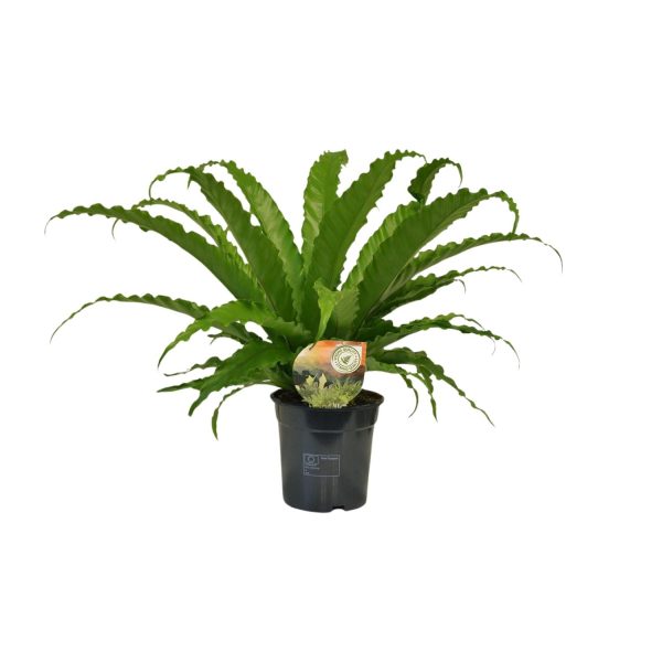 Asplenium Osaka ↨40cm-ø17cm