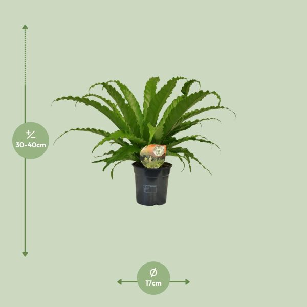 Asplenium Osaka ↨40cm-ø17cm - Afbeelding 2