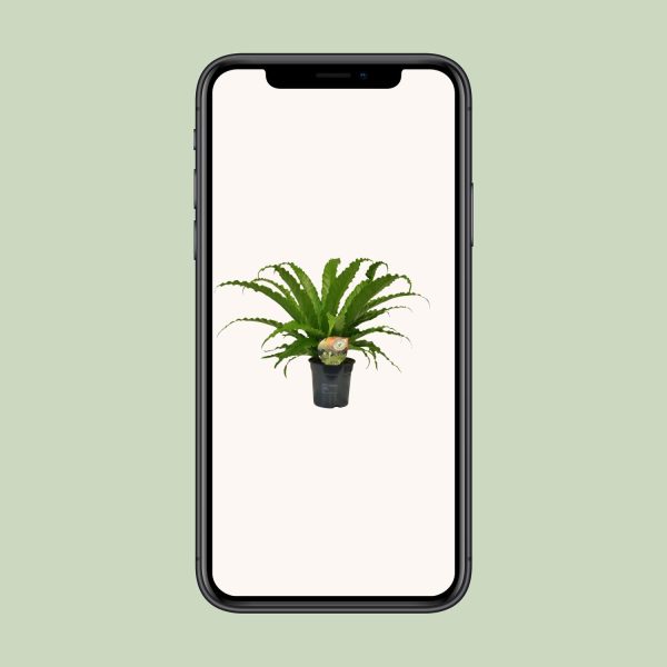 Asplenium Osaka ↨40cm-ø17cm - Afbeelding 4
